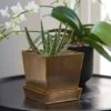 Square Brass Pot And Saucer -Ever Bloom Gardens pr2000037496