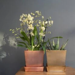 Square Brass Pot And Saucer 7 Square Brass Pot And Saucer -Ever Bloom Gardens pr2000037496 card3 lg