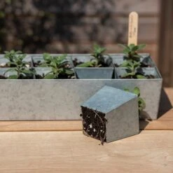 Galvanised Tray With 12 Large Grow Pods -Ever Bloom Gardens pr2000037508 card2 lg