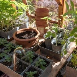 Galvanised Tray With 12 Large Grow Pods -Ever Bloom Gardens pr2000037508 card7 lg