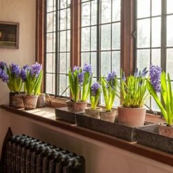 Grow Trays Landscape - Set Of 3