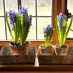 Grow Trays Landscape - Set Of 3 -Ever Bloom Gardens pr2000037537 card6 lg