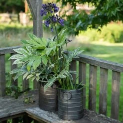 Galvanised Cylinder Pot 8 Galvanised Cylinder Pot -Ever Bloom Gardens pr2000037551 card3 lg