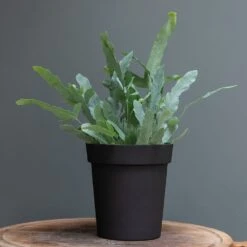 Charcoal Metal Plant Pot Cover With Enamel Interior -Ever Bloom Gardens pr2000037568 card2 lg