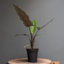 Charcoal Metal Plant Pot Cover With Enamel Interior -Ever Bloom Gardens pr2000037568 card3 lg