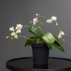 Charcoal Metal Plant Pot Cover With Enamel Interior -Ever Bloom Gardens pr2000037568 card4 lg