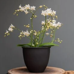 Matt Black Pot Cover With Polished Brass Interior 7 Matt Black Pot Cover With Polished Brass Interior -Ever Bloom Gardens pr2000037570 card2 lg