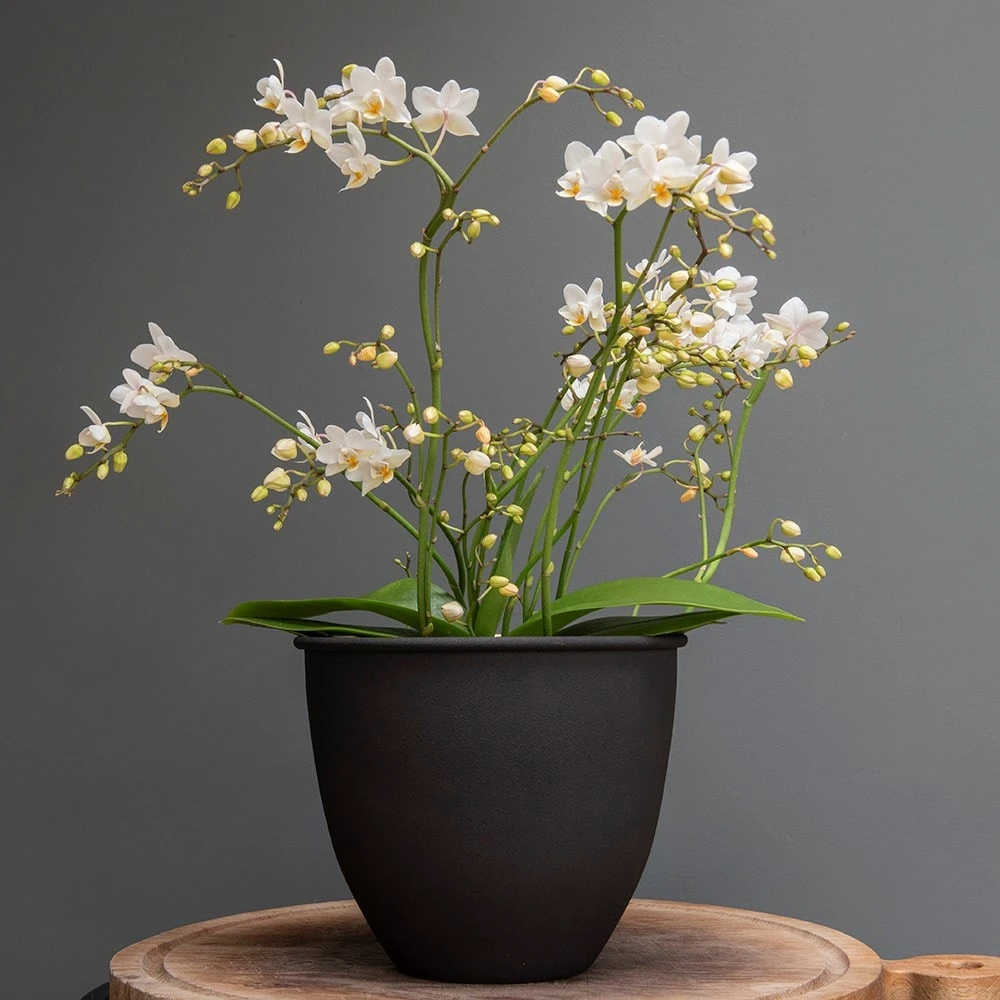 Matt Black Pot Cover With Polished Brass Interior 4 Matt Black Pot Cover With Polished Brass Interior - Image 2