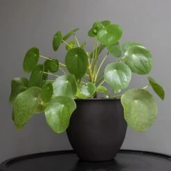 Matt Black Pot Cover With Polished Brass Interior 8 Matt Black Pot Cover With Polished Brass Interior -Ever Bloom Gardens pr2000037570 card3 lg