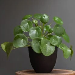 Matt Black Pot Cover With Polished Brass Interior 9 Matt Black Pot Cover With Polished Brass Interior -Ever Bloom Gardens pr2000037570 card4 lg