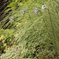 Plant/bulb Marking Stake - Shamrock -Ever Bloom Gardens pr2000041716 card4 lg