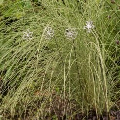 Plant/bulb Marking Stake - Shamrock -Ever Bloom Gardens pr2000041716 card5 lg