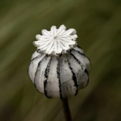 Perennial Plant/bulb Marking Stake Poppy Seed Head -Ever Bloom Gardens pr2000041720 card4 lg