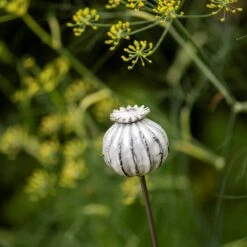 Perennial Plant/bulb Marking Stake Poppy Seed Head -Ever Bloom Gardens pr2000041720 card6 lg