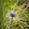 Scabiosa 'deadhead' Stake - Aged Zinc -Ever Bloom Gardens pr2000041722