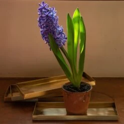 Brass Trays / Shelves - Set Of 4 -Ever Bloom Gardens pr2000041737 card4 lg