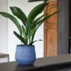 Handthrown Terracotta Plant Pot - Blue -Ever Bloom Gardens pr2000043091