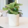Stoneware Palm Plant Pot - Ivory -Ever Bloom Gardens pr2000044478