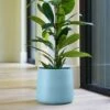 Handthrown Glazed Plant Pot - Light Blue -Ever Bloom Gardens pr2000044685
