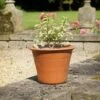 Terracotta Rimmed Pot Small 2 Terracotta Rimmed Pot Small -Ever Bloom Gardens pr2000044717