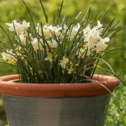 Grey Kitchen Planter 12 Grey Kitchen Planter -Ever Bloom Gardens pr2000044988 card3 lg