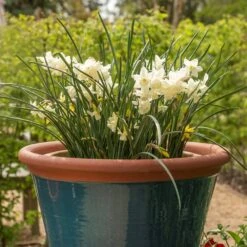 Dark Teal Kitchen Planter 12 Dark Teal Kitchen Planter -Ever Bloom Gardens pr2000044992 card3 lg