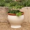 Ivory Bellied Planter -Ever Bloom Gardens pr2000045026