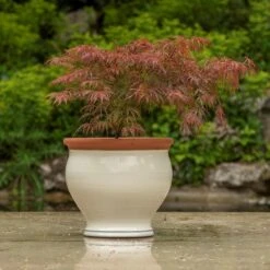 Ivory Bellied Planter -Ever Bloom Gardens pr2000045026 card5 lg