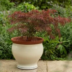 Ivory Bellied Planter -Ever Bloom Gardens pr2000045026 card6 lg