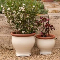 Ivory Bellied Planter -Ever Bloom Gardens pr2000045026 card7 lg