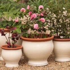 Ivory Bellied Planter -Ever Bloom Gardens pr2000045026 card8 lg