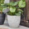 Tapered Large Plant Pot - Grey -Ever Bloom Gardens pr2000045305