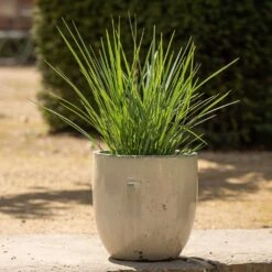 Glazed Ceramic Pot - White -Ever Bloom Gardens pr2000046300 card3 lg