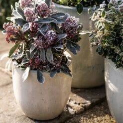 Glazed Ceramic Pot - White -Ever Bloom Gardens pr2000046300 card5 lg