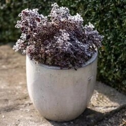 Glazed Ceramic Pot - White -Ever Bloom Gardens pr2000046300 card6 lg