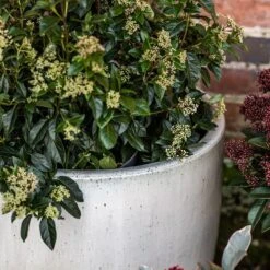 Glazed Ceramic Pot - White -Ever Bloom Gardens pr2000046300 card8 lg