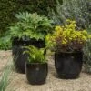 Glazed Ceramic Pot - Misty Black -Ever Bloom Gardens pr2000046301