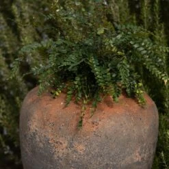 Terracotta Jar - Sandblasted 12 Terracotta Jar - Sandblasted -Ever Bloom Gardens pr2000046313 card4 lg