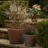 Tapered Terracotta Pot - Sandblasted -Ever Bloom Gardens pr2000046314