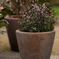 Tapered Terracotta Pot - Sandblasted -Ever Bloom Gardens pr2000046314 card3 lg