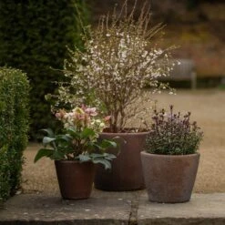 Tapered Terracotta Pot - Sandblasted -Ever Bloom Gardens pr2000046314 card4 lg