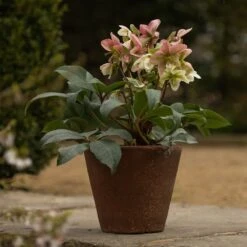 Tapered Terracotta Pot - Sandblasted -Ever Bloom Gardens pr2000046314 card5 lg