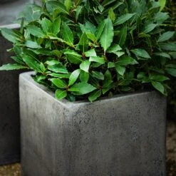 Cement Cube Pot - Waxed -Ever Bloom Gardens pr2000046317 card4 lg