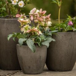 Cement Pot - Waxed -Ever Bloom Gardens pr2000046322 card3 lg