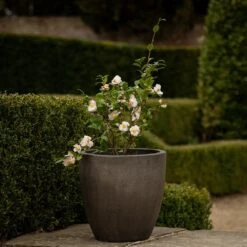 Cement Pot - Waxed -Ever Bloom Gardens pr2000046322 card4 lg