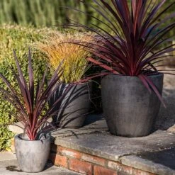 Cement Pot - Waxed -Ever Bloom Gardens pr2000046322 card5 lg