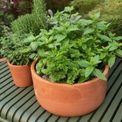 Terracotta Herb Bowl - Small -Ever Bloom Gardens pr2000046526 card4 lg