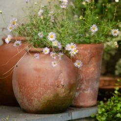 Terracotta Erigeron Pot - Large -Ever Bloom Gardens pr2000046528 card5 lg