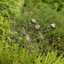 Poppy Seed Head Stake - Large Seed Head -Ever Bloom Gardens pr2000046971 card10 lg