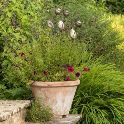 Poppy Seed Head Stake - Large Seed Head -Ever Bloom Gardens pr2000046971 card3 lg